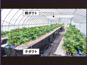 環境にやさしい二酸化炭素供給装置によるイチゴの増収技術