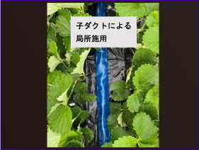 環境にやさしい二酸化炭素供給装置によるイチゴの増収技術